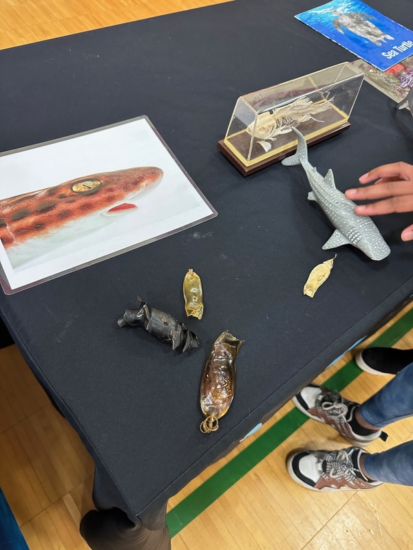 newport aquarium school visits